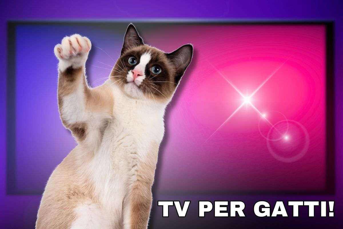 Televisione per gatti