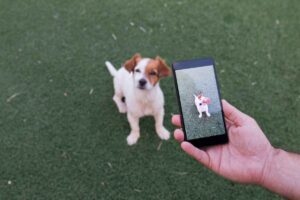 iPhone riconosce i tuoi animali domestici