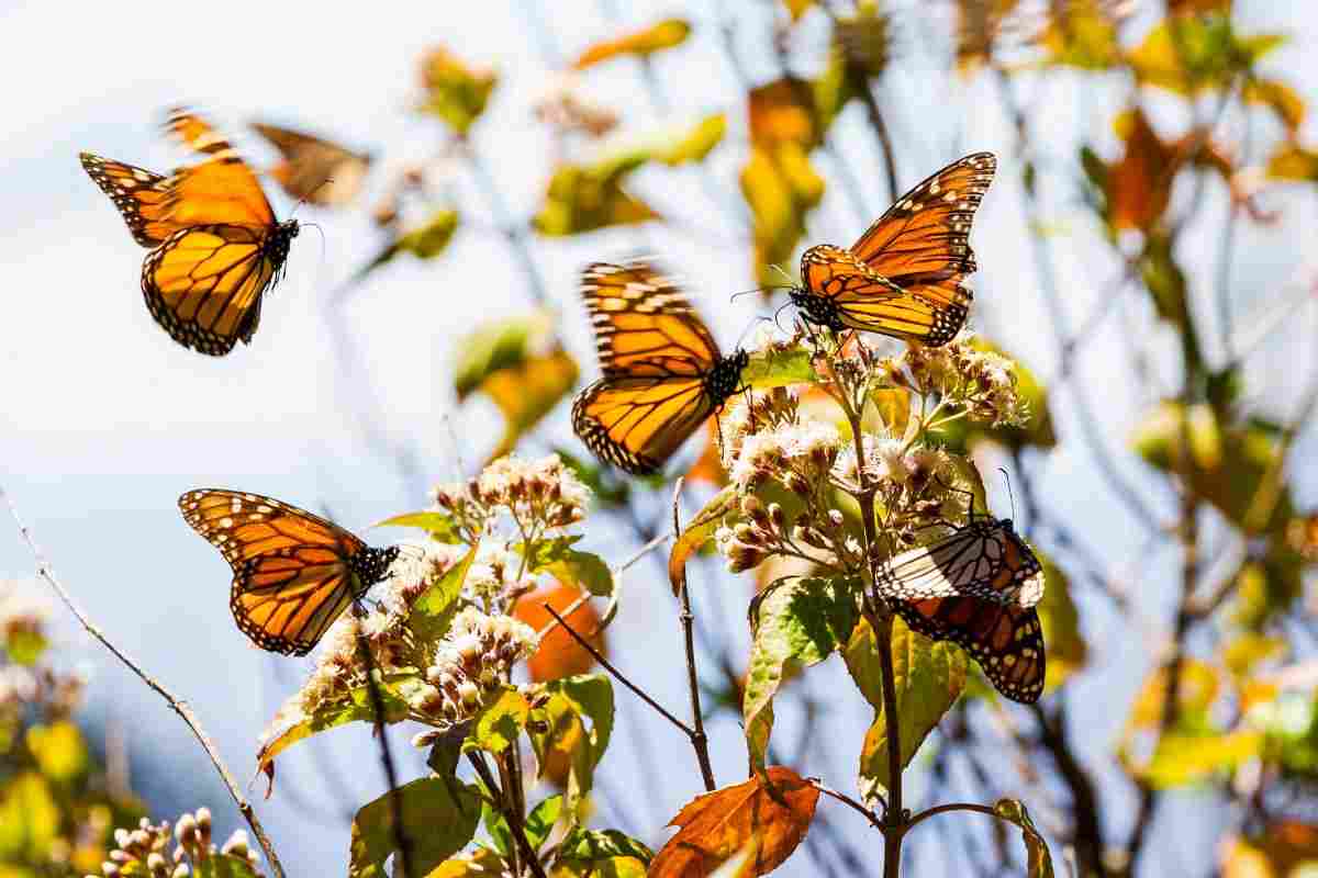 Le farfalle monarca in migrazione vengono tracciate dal MSAL